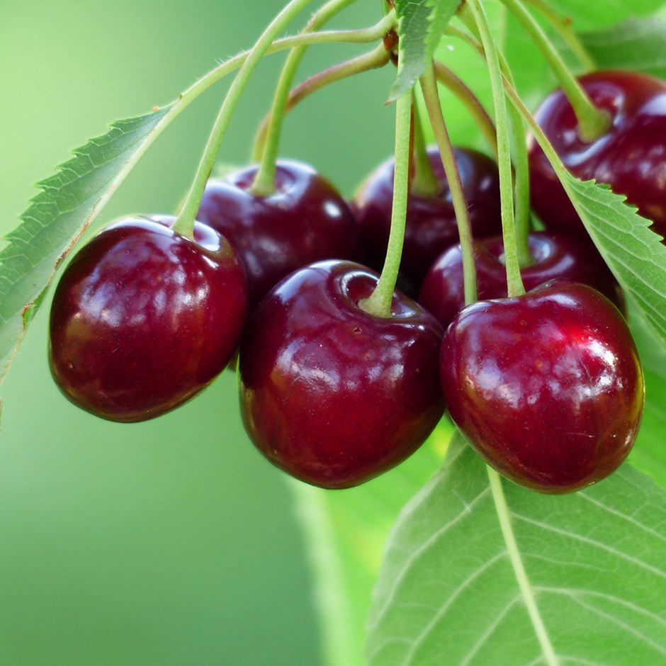 Cherry Bigarreau Burlat | Sweet Cherry