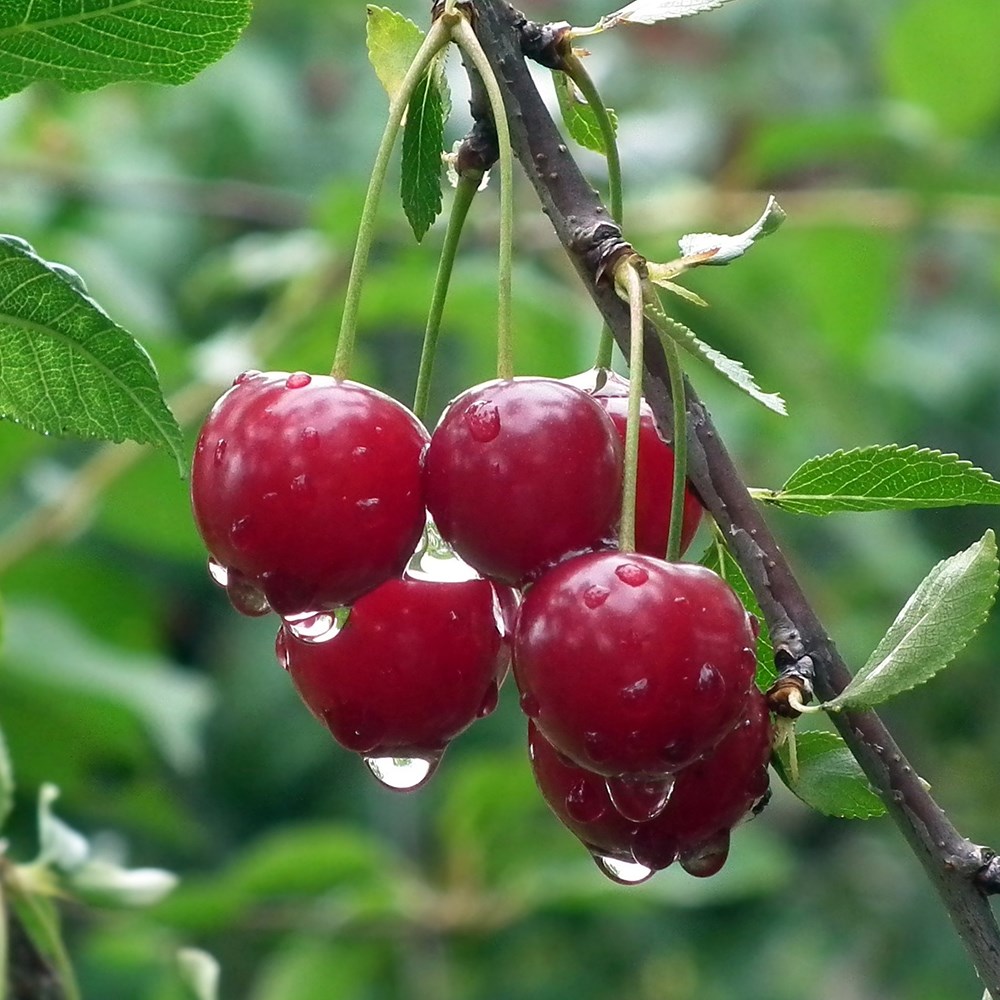 Cherry Karina | Sweet Cherry