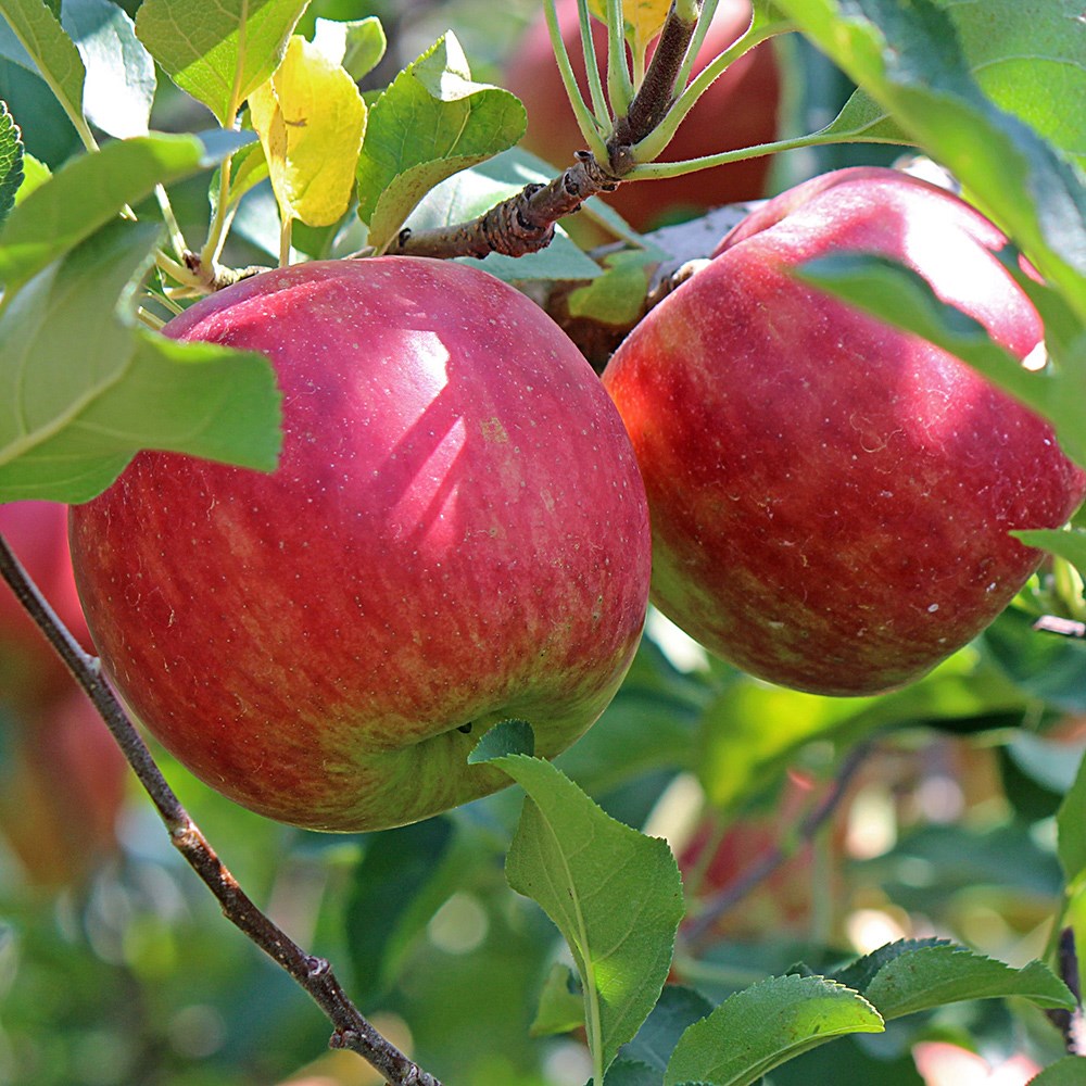 Apple Beauty Of Bath | Eating / Dessert Apple