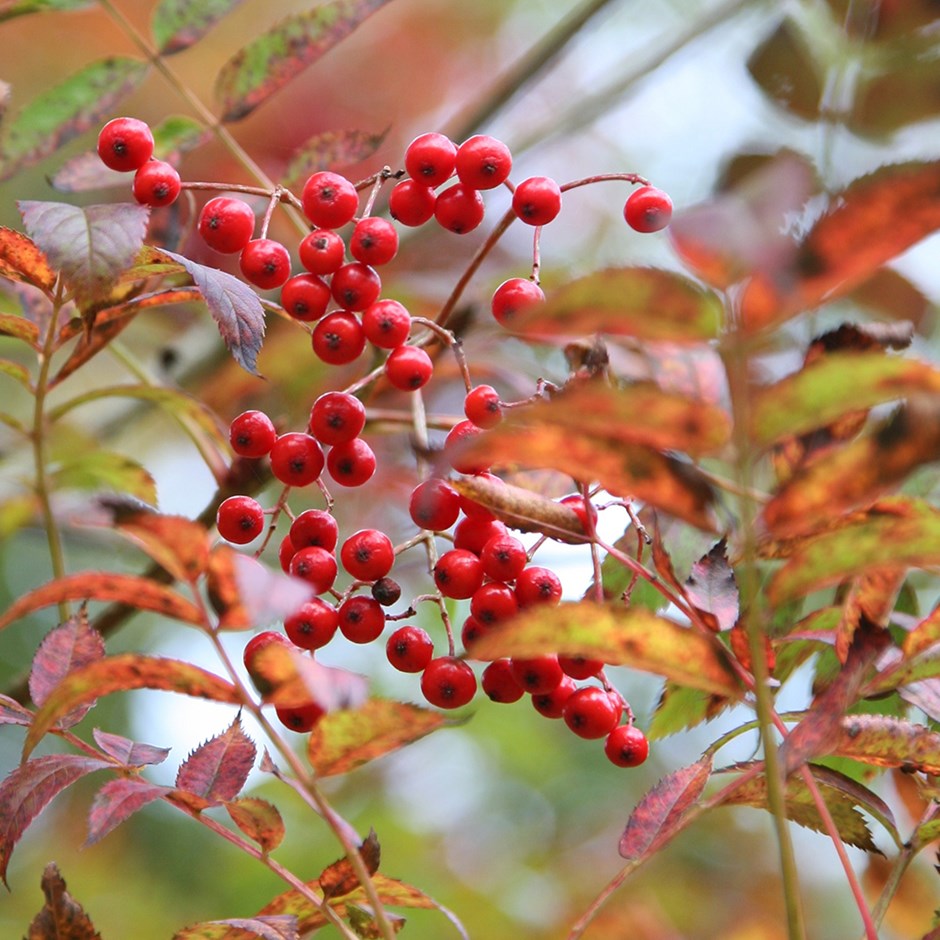 Sorbus Commixta Embley | Japanese Rowan