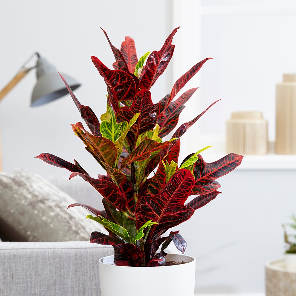 Codiaeum Variegatum Var. Pictum Excellent | Josephs Coat