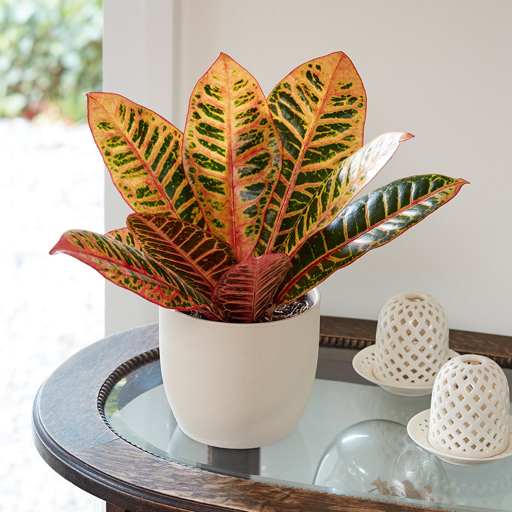 Codiaeum Variegatum Petra | Josephs Coat