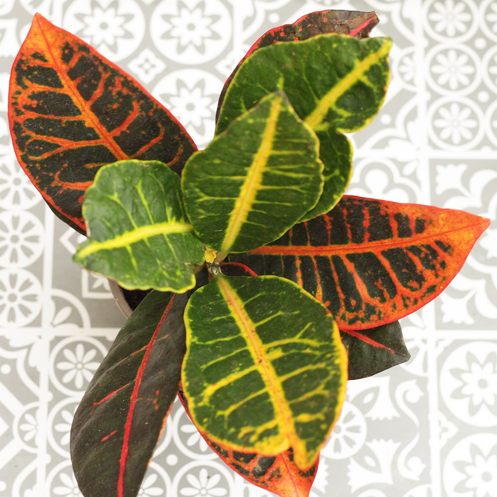 Codiaeum Variegatum Petra | Josephs Coat