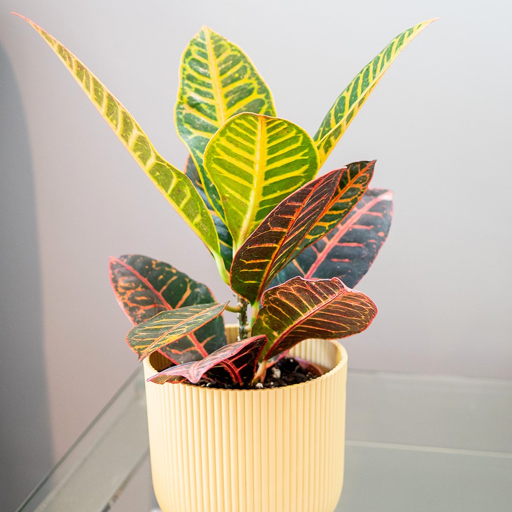 Codiaeum Variegatum Petra | Joseph's Coat