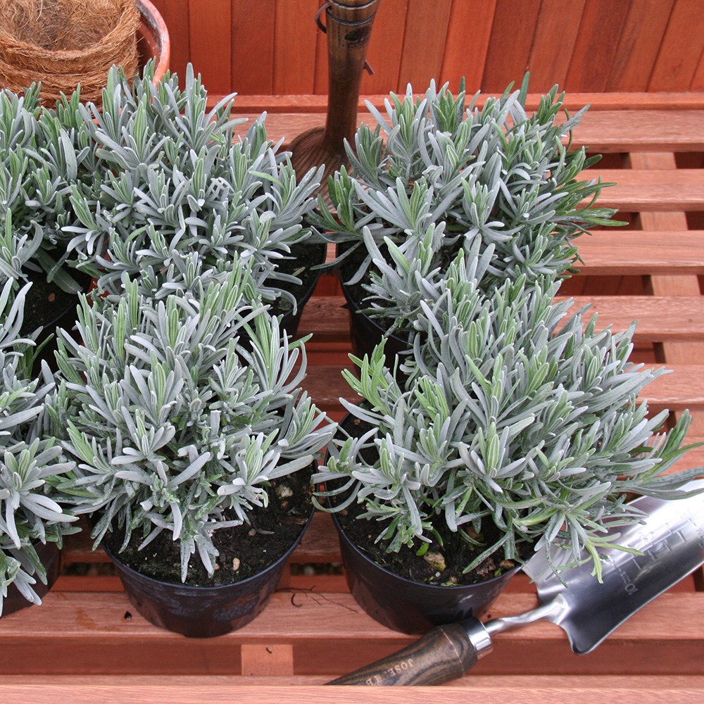 Lavandula Angustifolia | Common Lavender