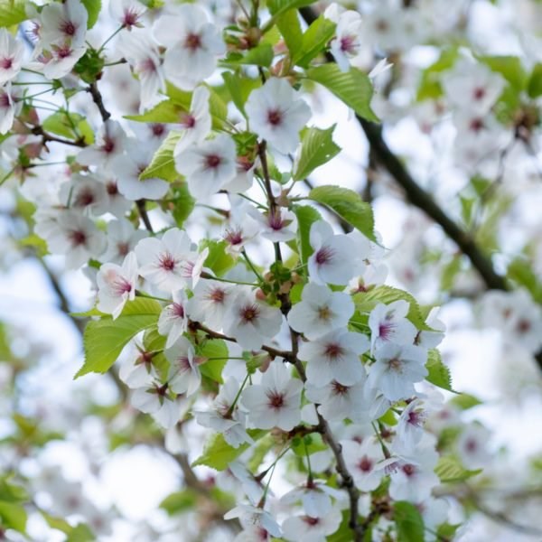 Prunus Umineko | Flowering Cherry Blossom Tree