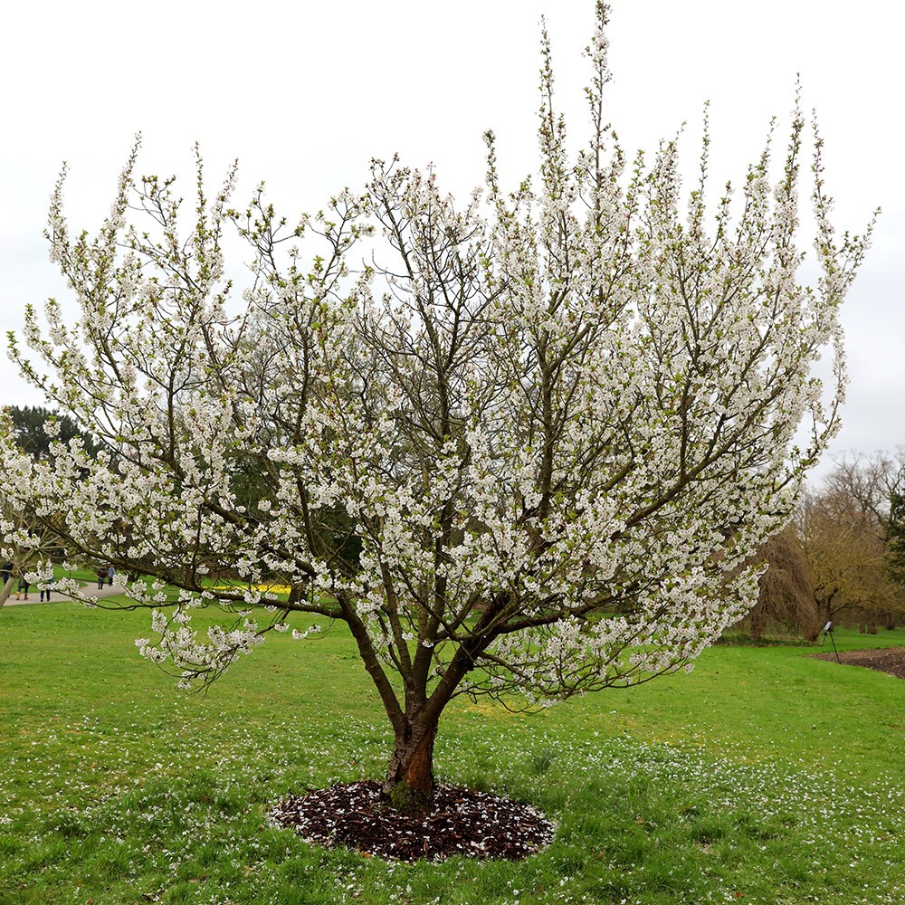 Prunus Umineko | Flowering Cherry Blossom Tree