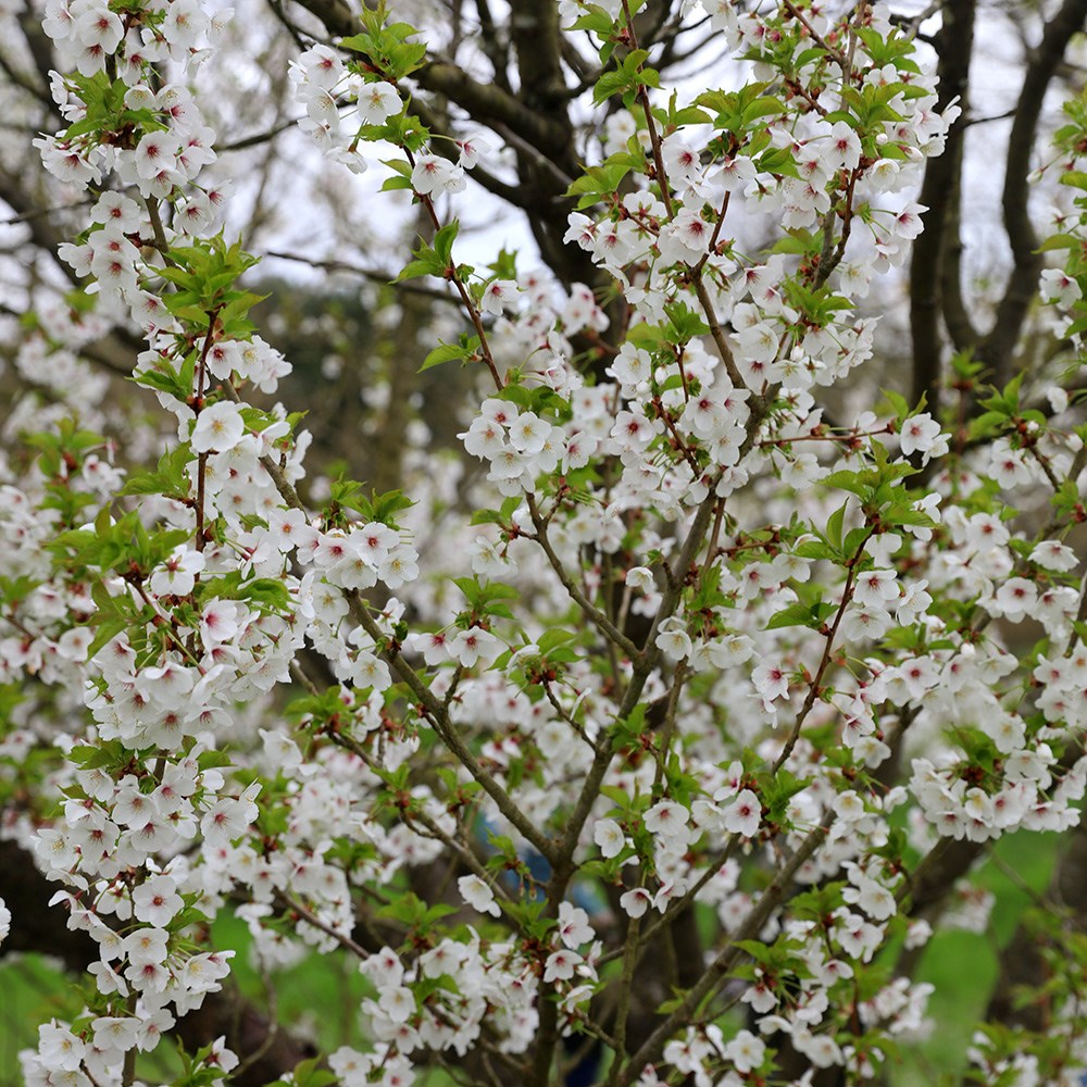 Prunus Umineko | Flowering Cherry Blossom Tree