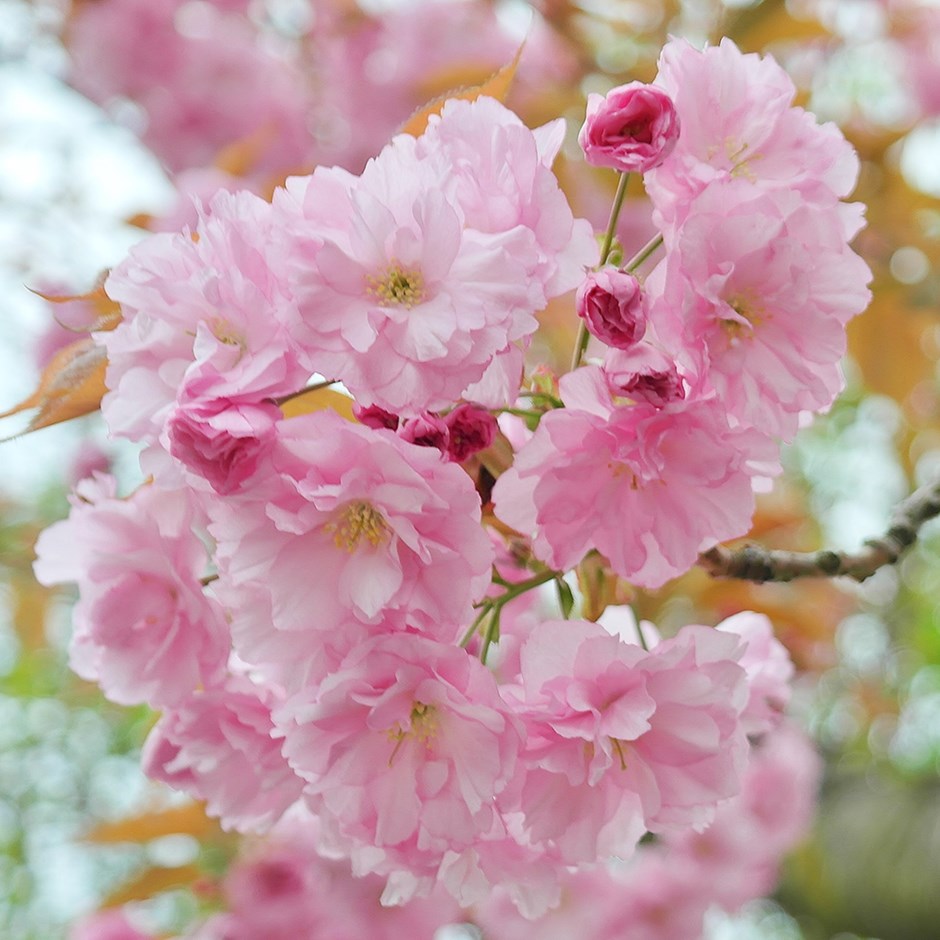 Prunus Pink Perfection | Flowering Cherry Blossom Tree