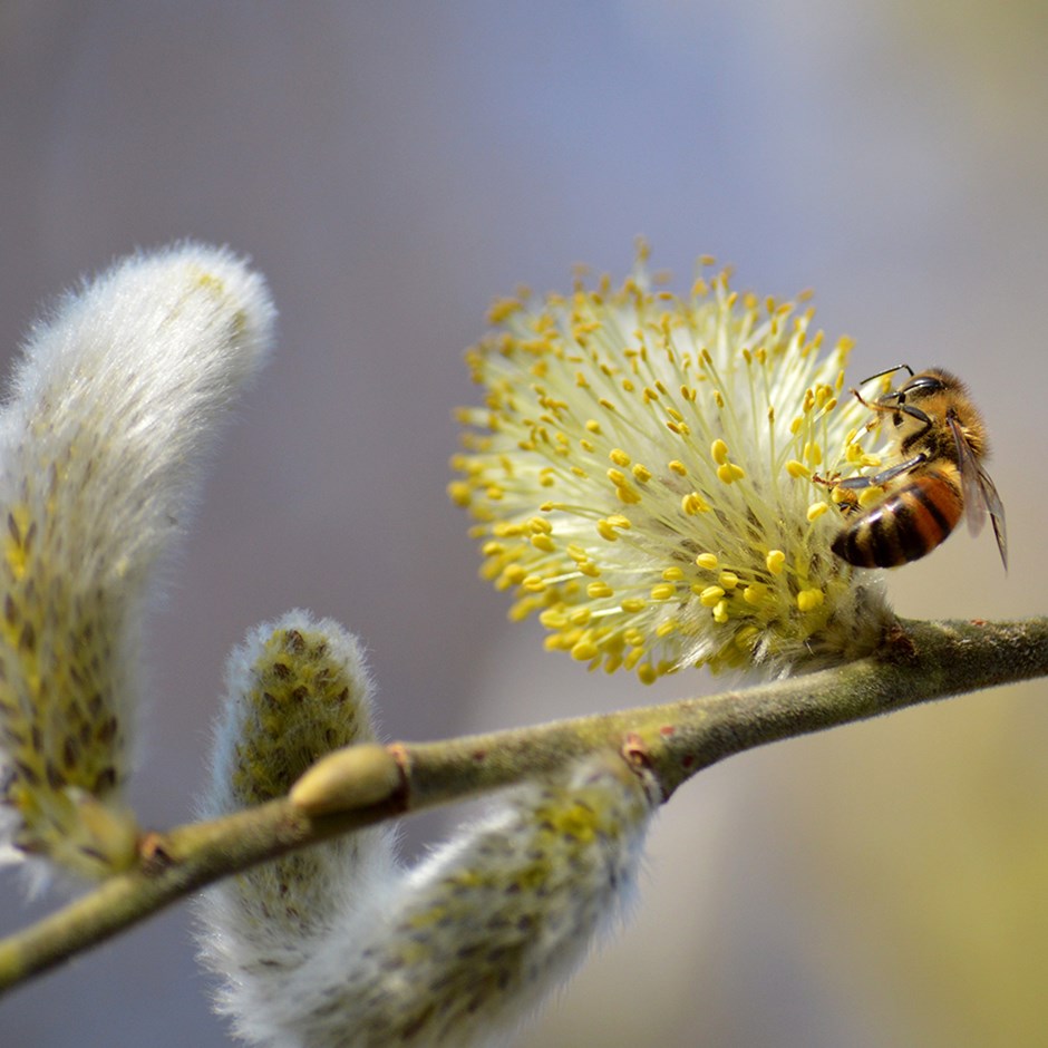 Salix Matsudana Tortuosa Aureopendula | Willow Erythroflexuosa