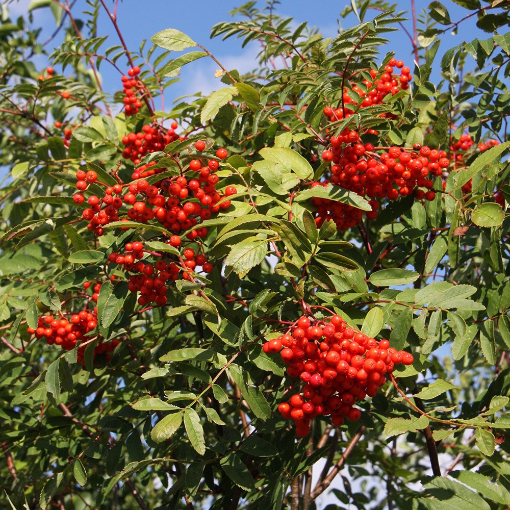 Sorbus Aucuparia | Mountain Ash, Rowan
