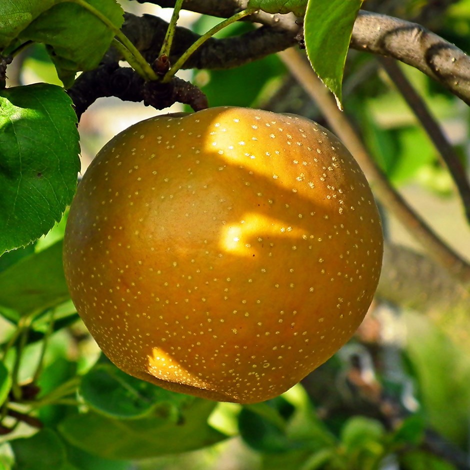 Asian Pear Nijisseiki