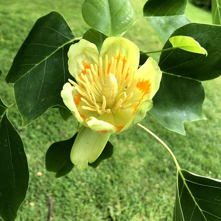 Liriodendron tulipifera Fastigiatum