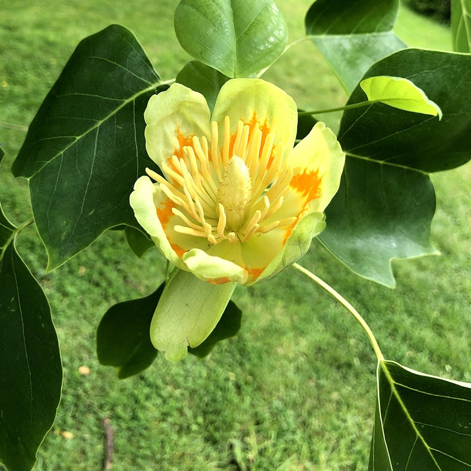 Liriodendron Tulipifera Fastigiatum | Tulip Tree