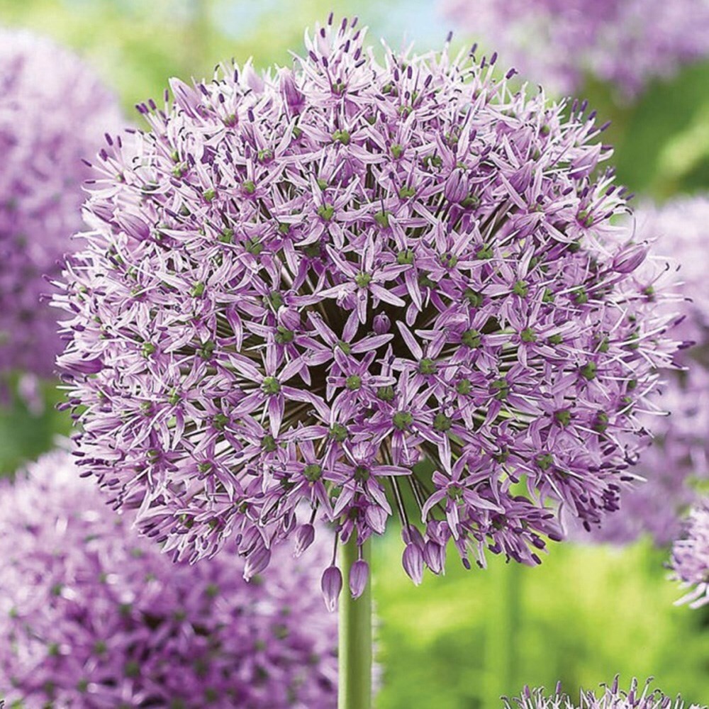 Allium Gladiator | Ornamental Onion