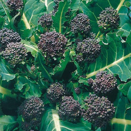 Broccoli Early Purple Sprouting