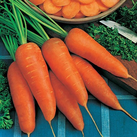 Carrot 'Chantenay Red Cored 2' Seeds | Daucus Carota | By Mr Fothergills