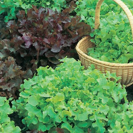 Lettuce Salad Bowl Red & Green Mixed