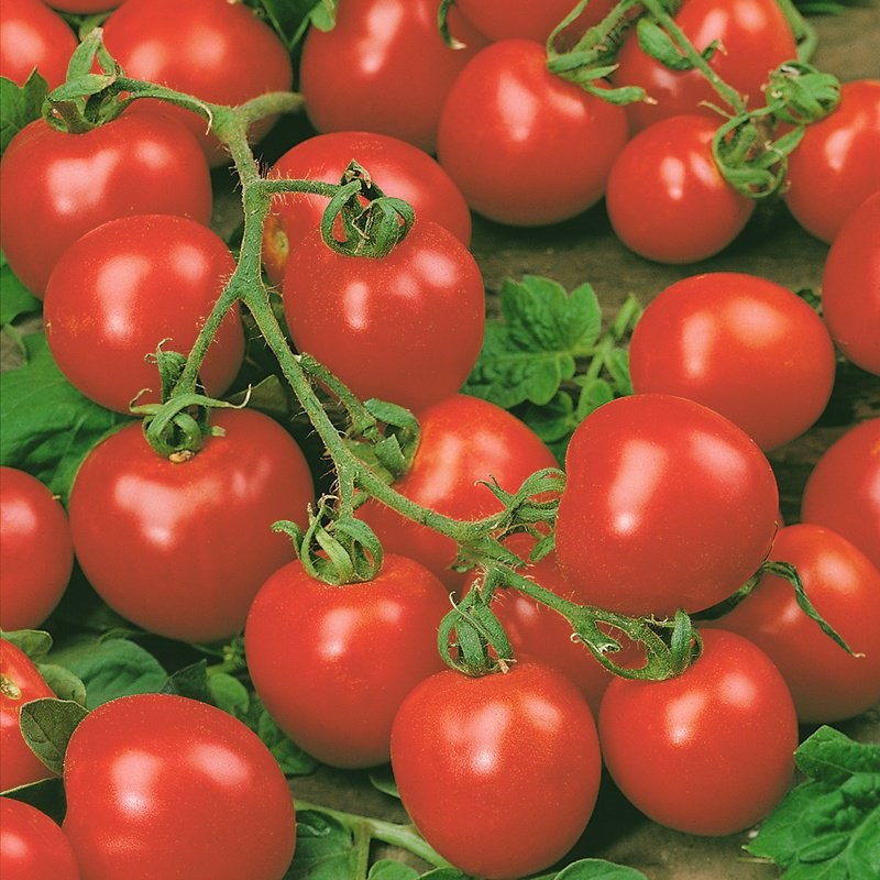 Tomato Red Cherry | Cherry Tomato