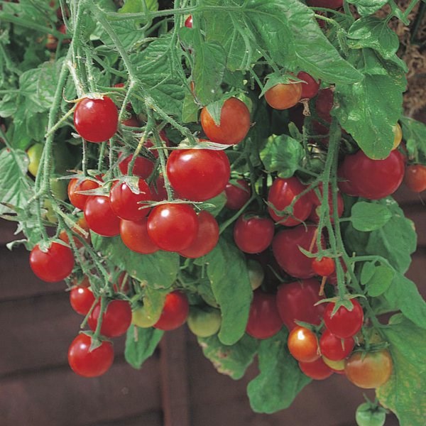 Tomato Tumbling Tom Red | Cherry Tomato
