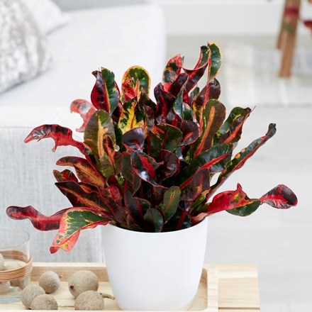 Codiaeum Mammy