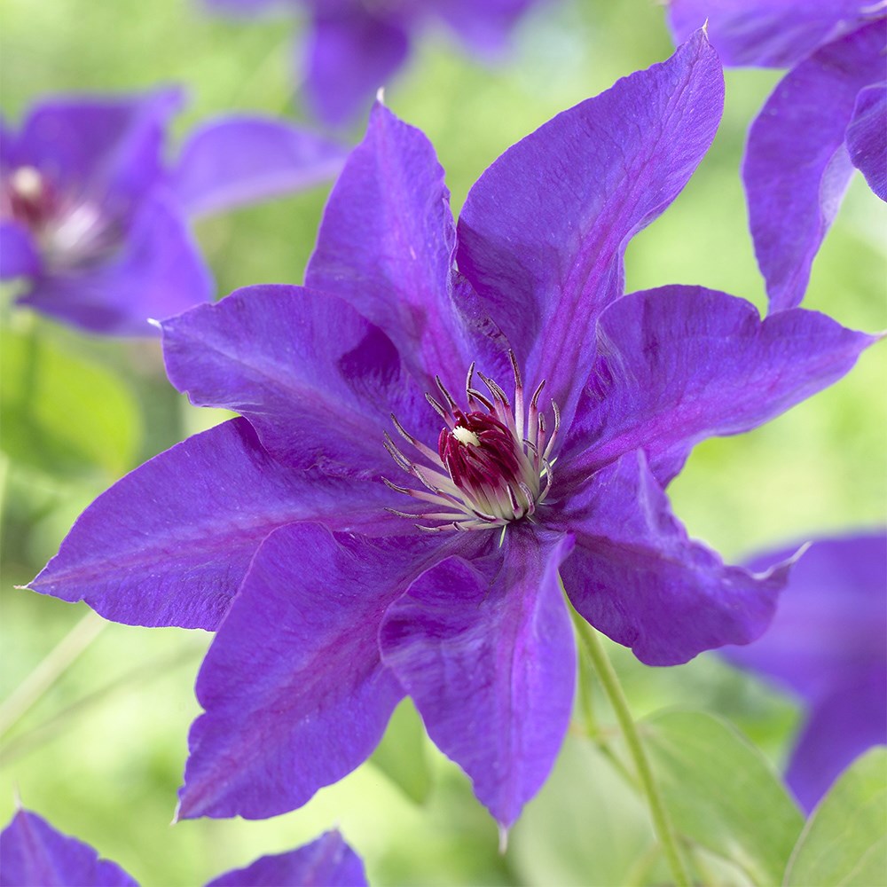 Clematis The President | Early Large Flowered Clematis