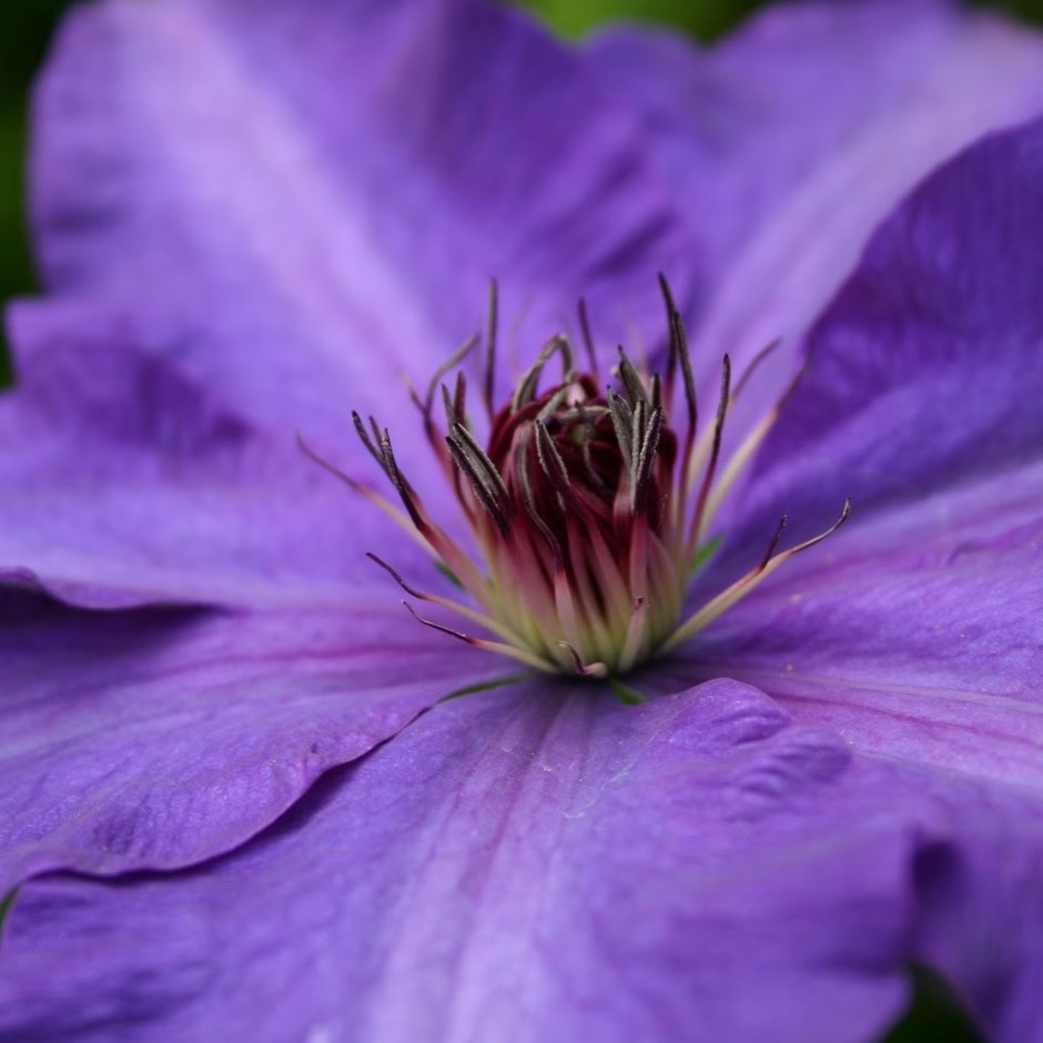 Clematis The President | Early Large Flowered Clematis