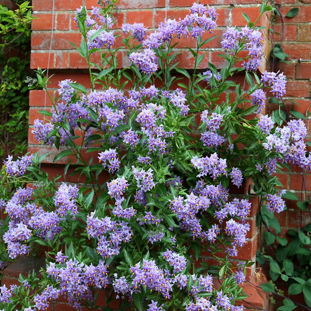 Solanum Crispum Glasnevin | Chilean Potato Tree