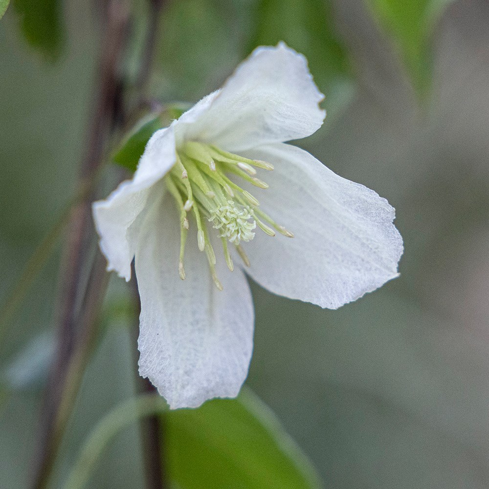 Clematis Cirrhosa Jingle Bells