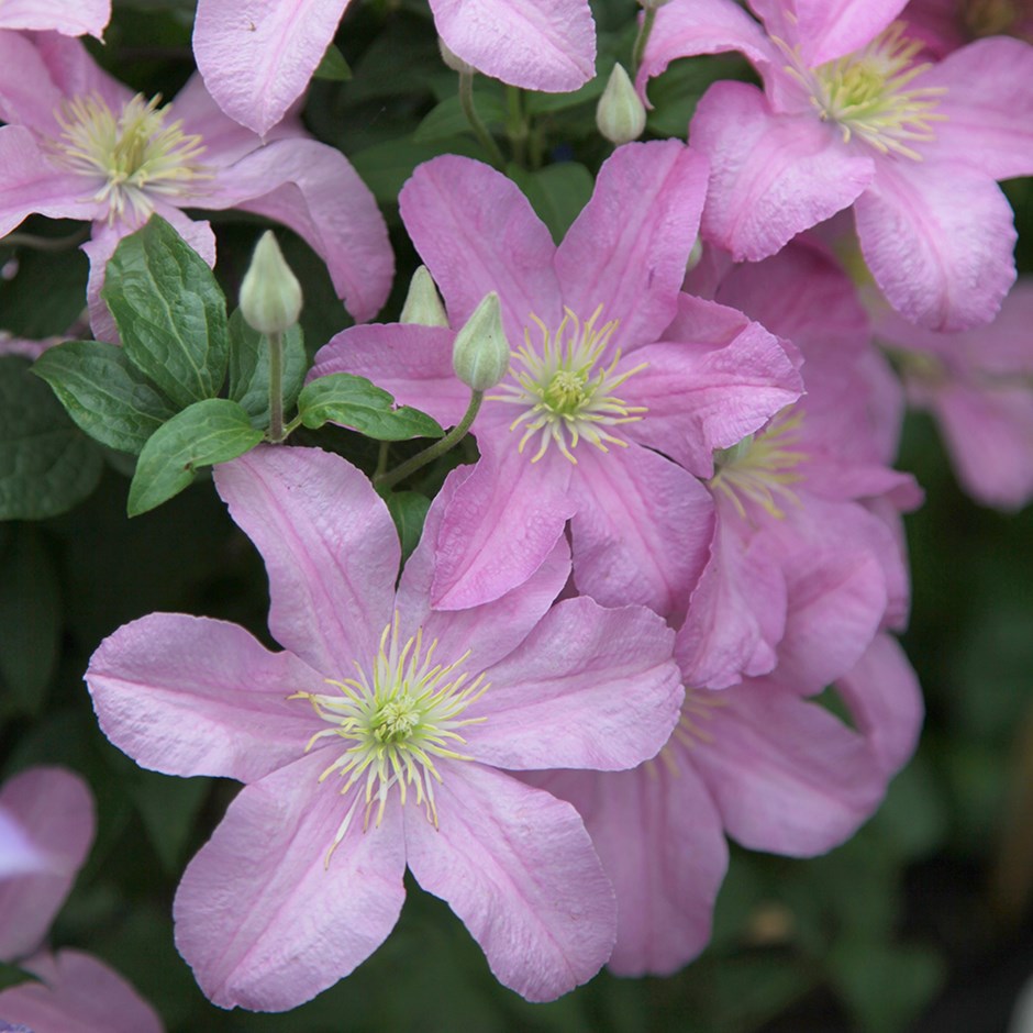 Clematis Comtesse De Bouchaud | Late Large Flowered Clematis
