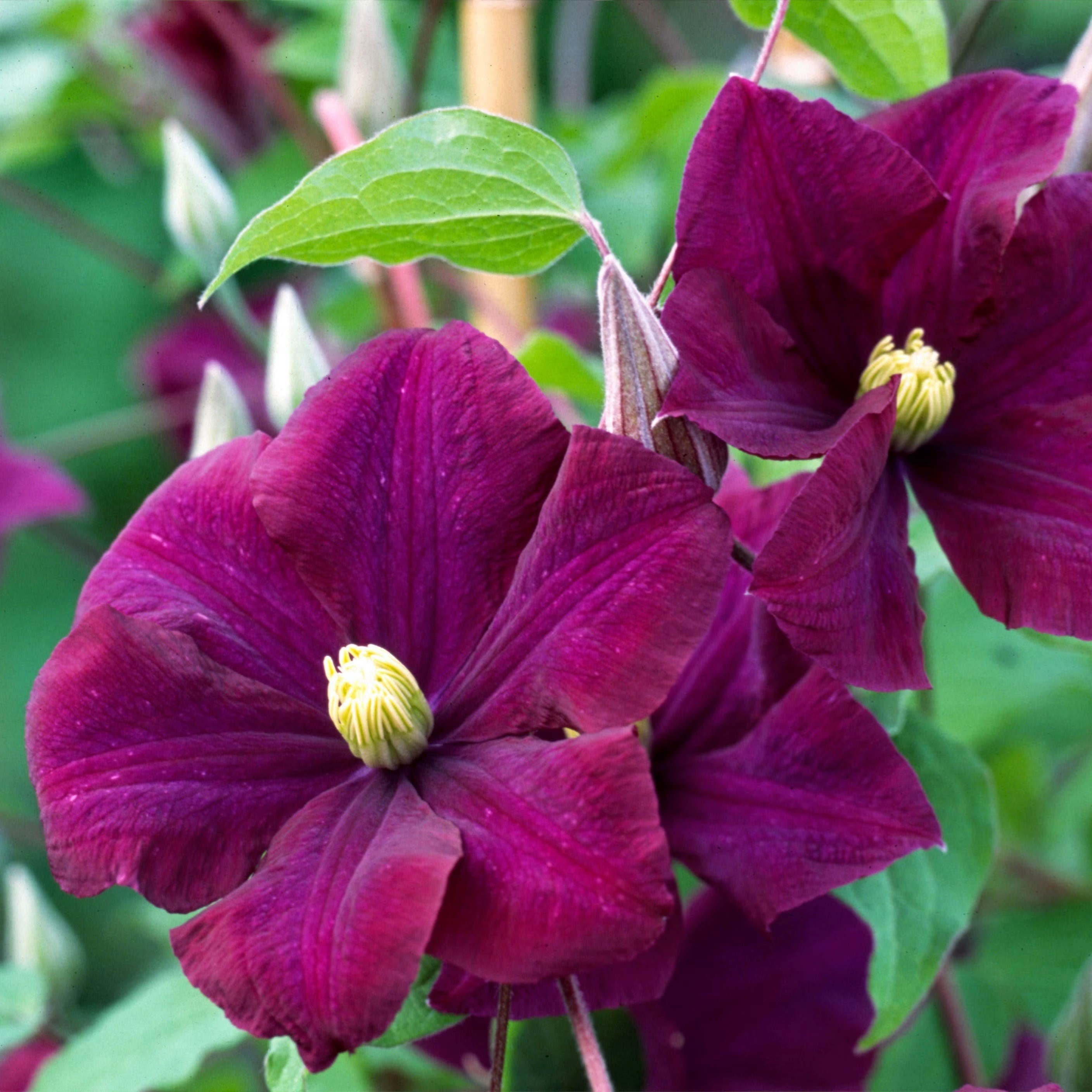 Clematis Warszawska Nike | Early Large Flowered Clematis
