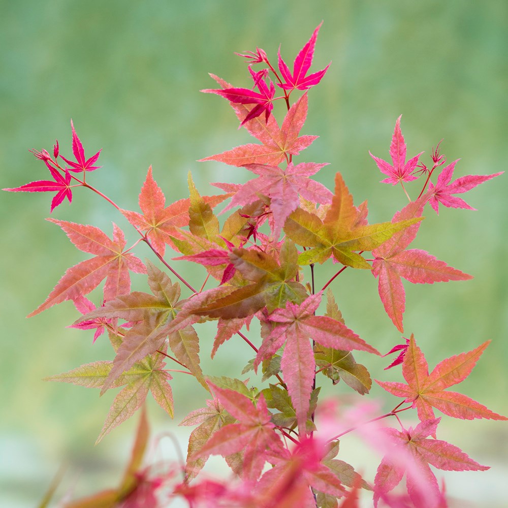 Acer Palmatum Beni-Maiko | Japanese Maple