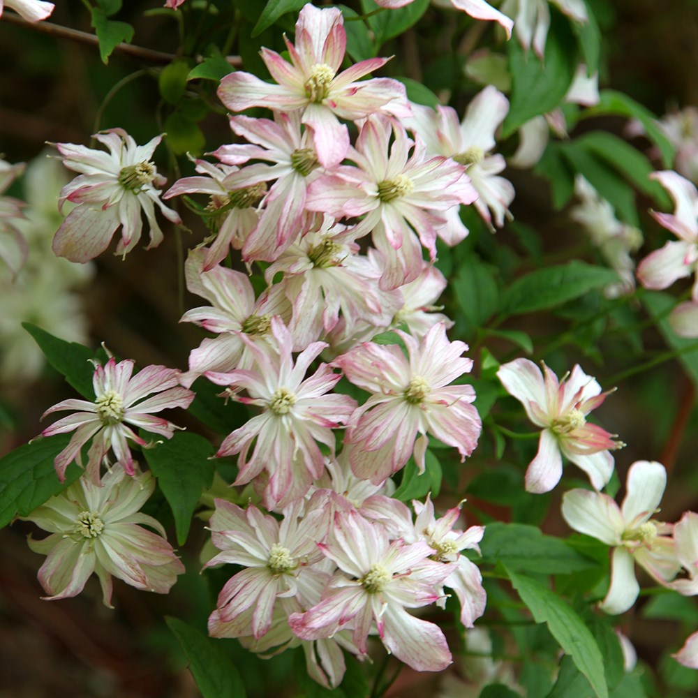 Clematis Marjorie