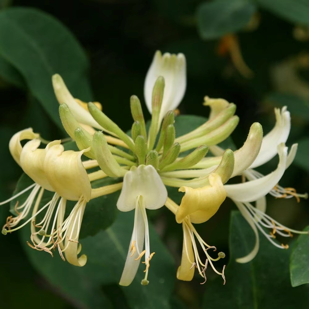Lonicera Periclymenum Graham Thomas | Honeysuckle