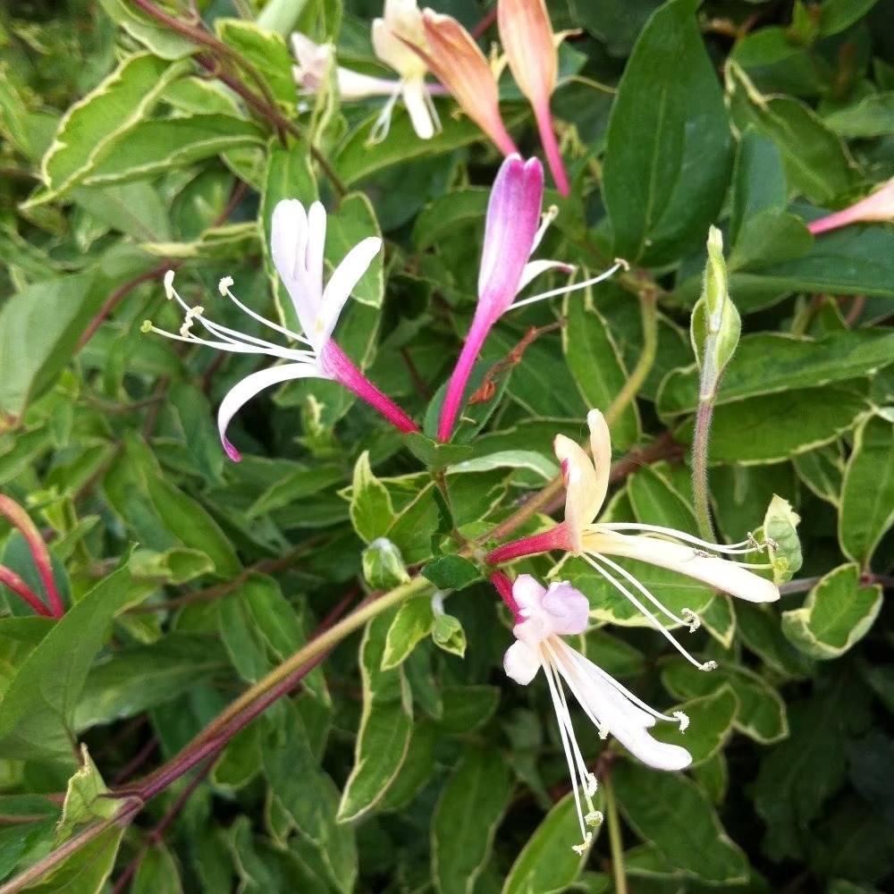 Lonicera Japonica Darts World | Semi-Evergreen Honeysuckle