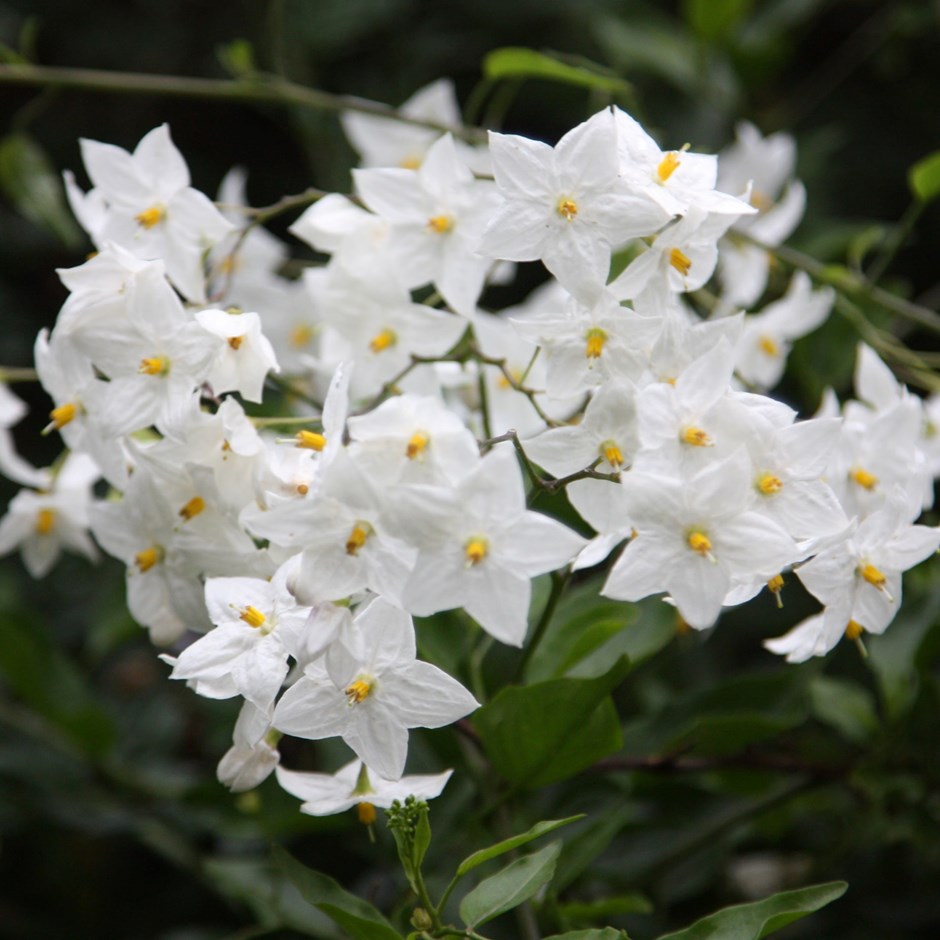 Solanum Laxum Album | Potato Vine