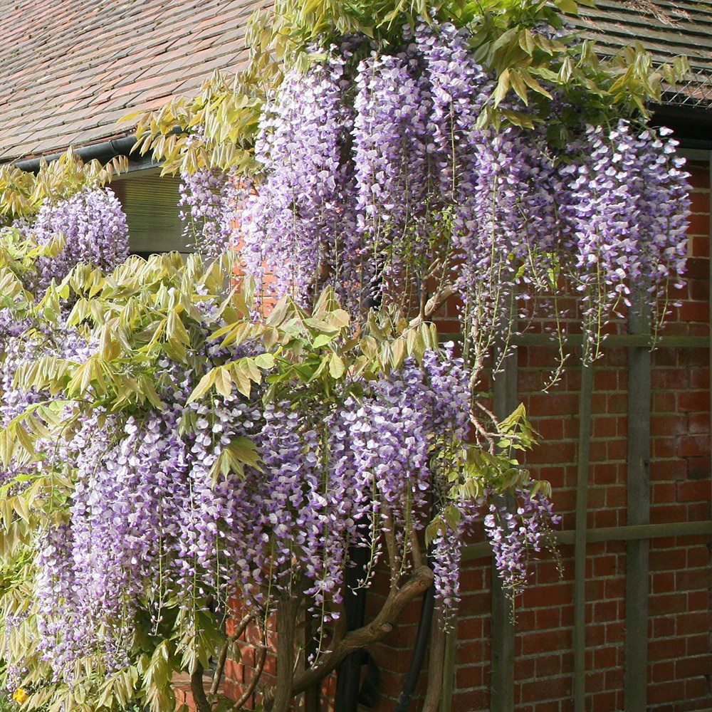 Wisteria Floribunda | Japanese Wisteria