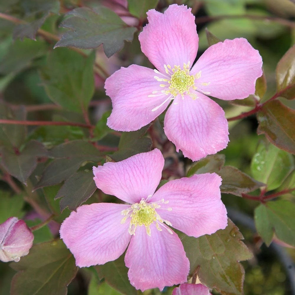Clematis Montana Var. Rubens Tetrarose