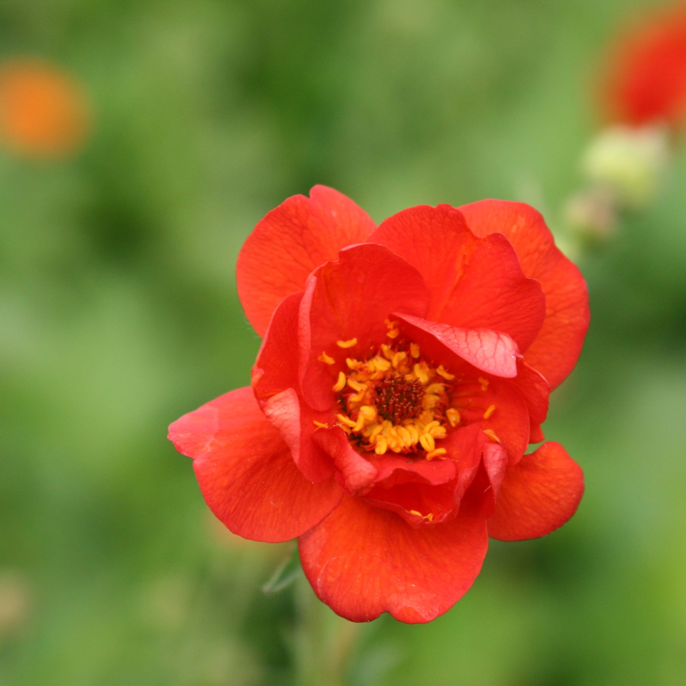 Geum Mrs J. Bradshaw | Avens