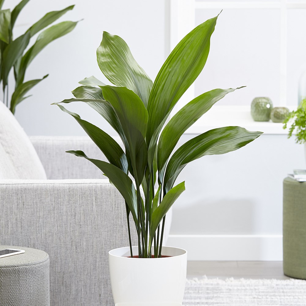 Aspidistra Elatior | Cast Iron Plant