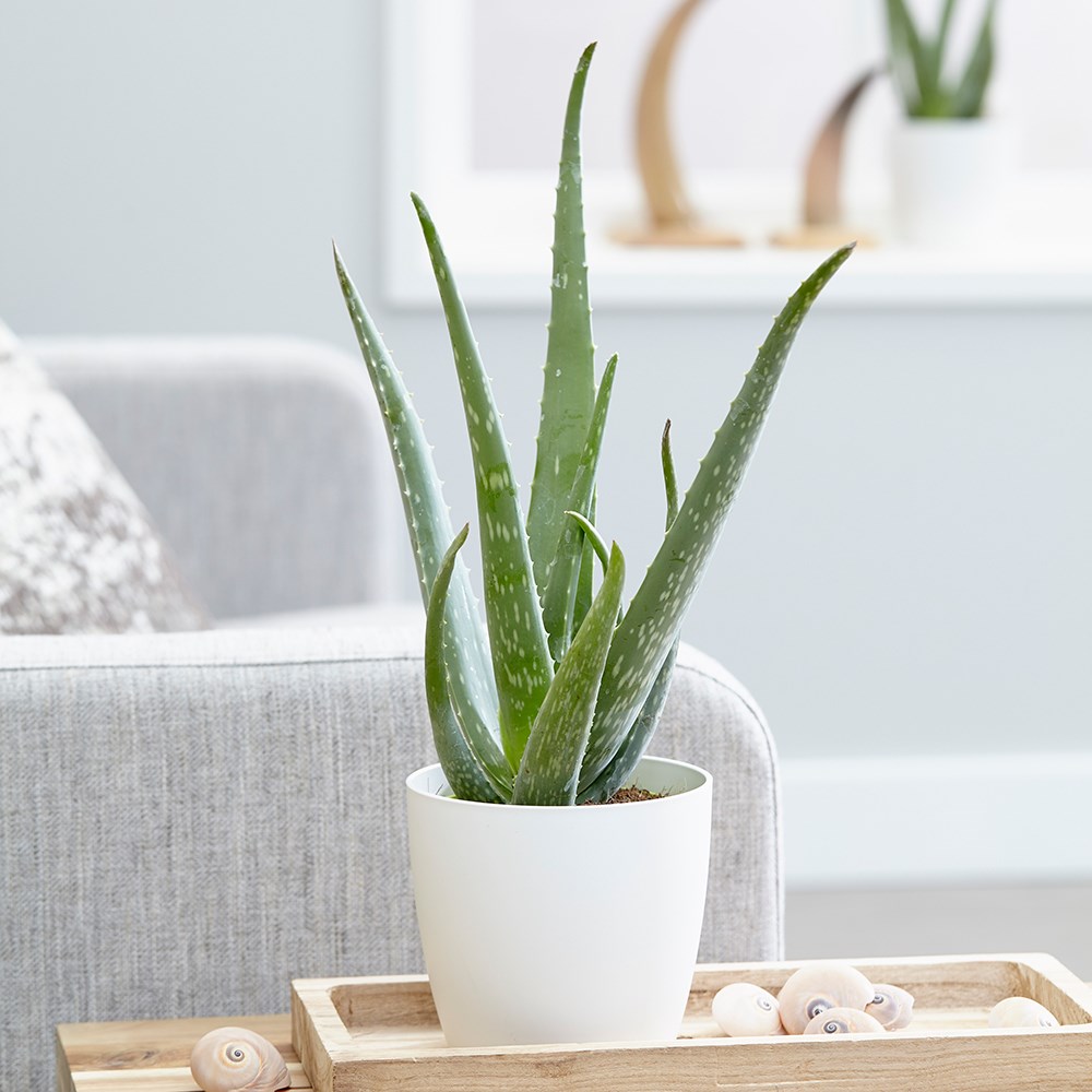 Aloe Vera | Barbados Aloe