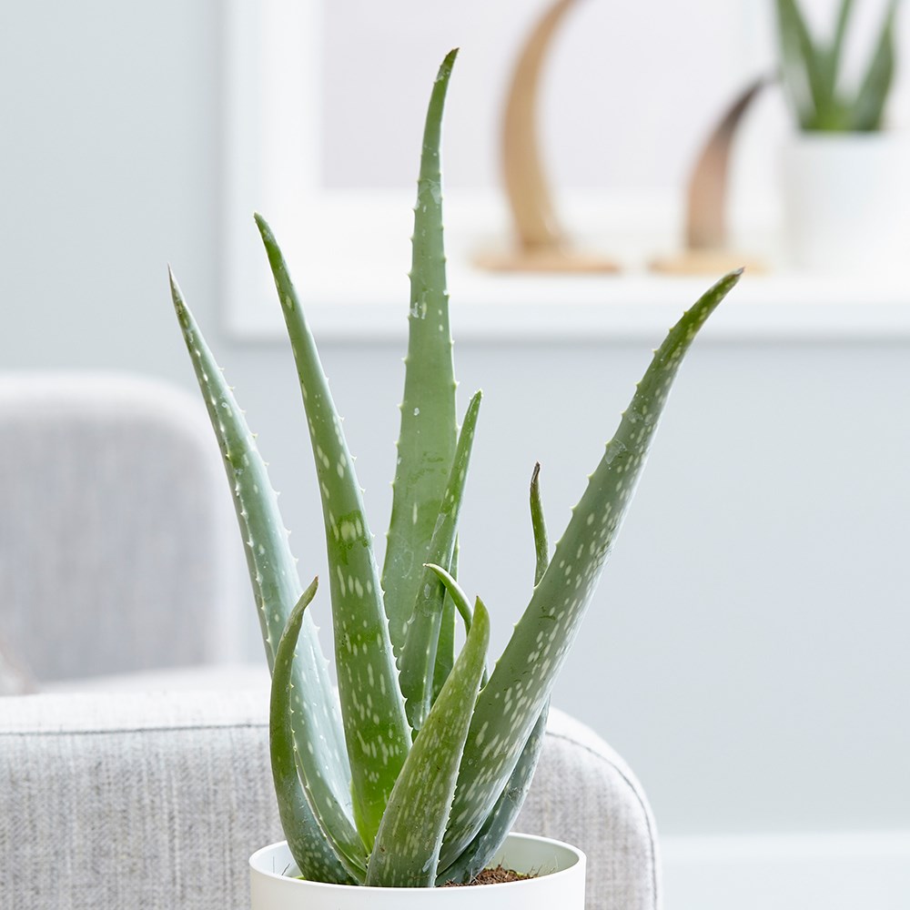 Aloe Vera | Barbados Aloe