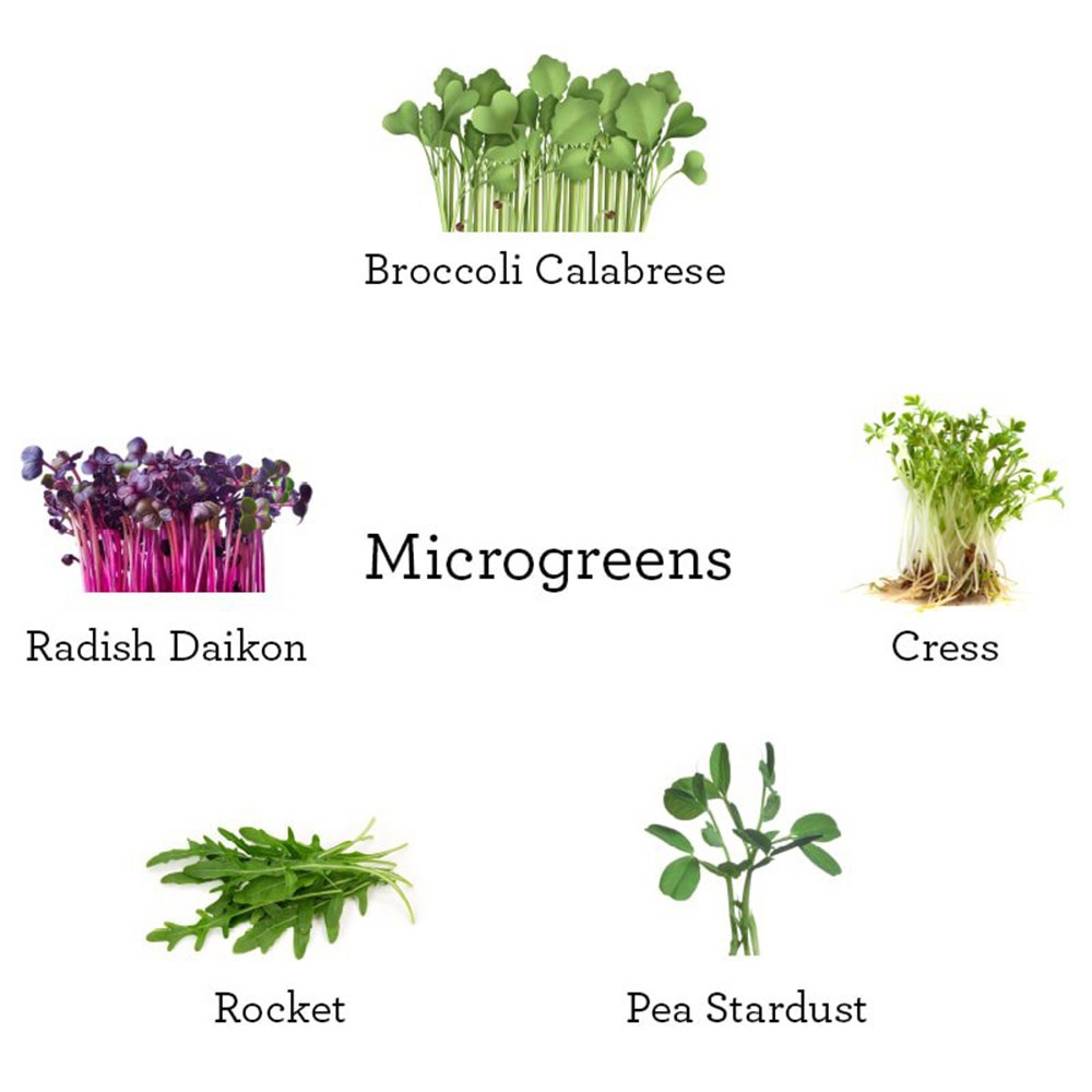 Grow Your Own Microgreens Garden Kit | By Plant Theory
