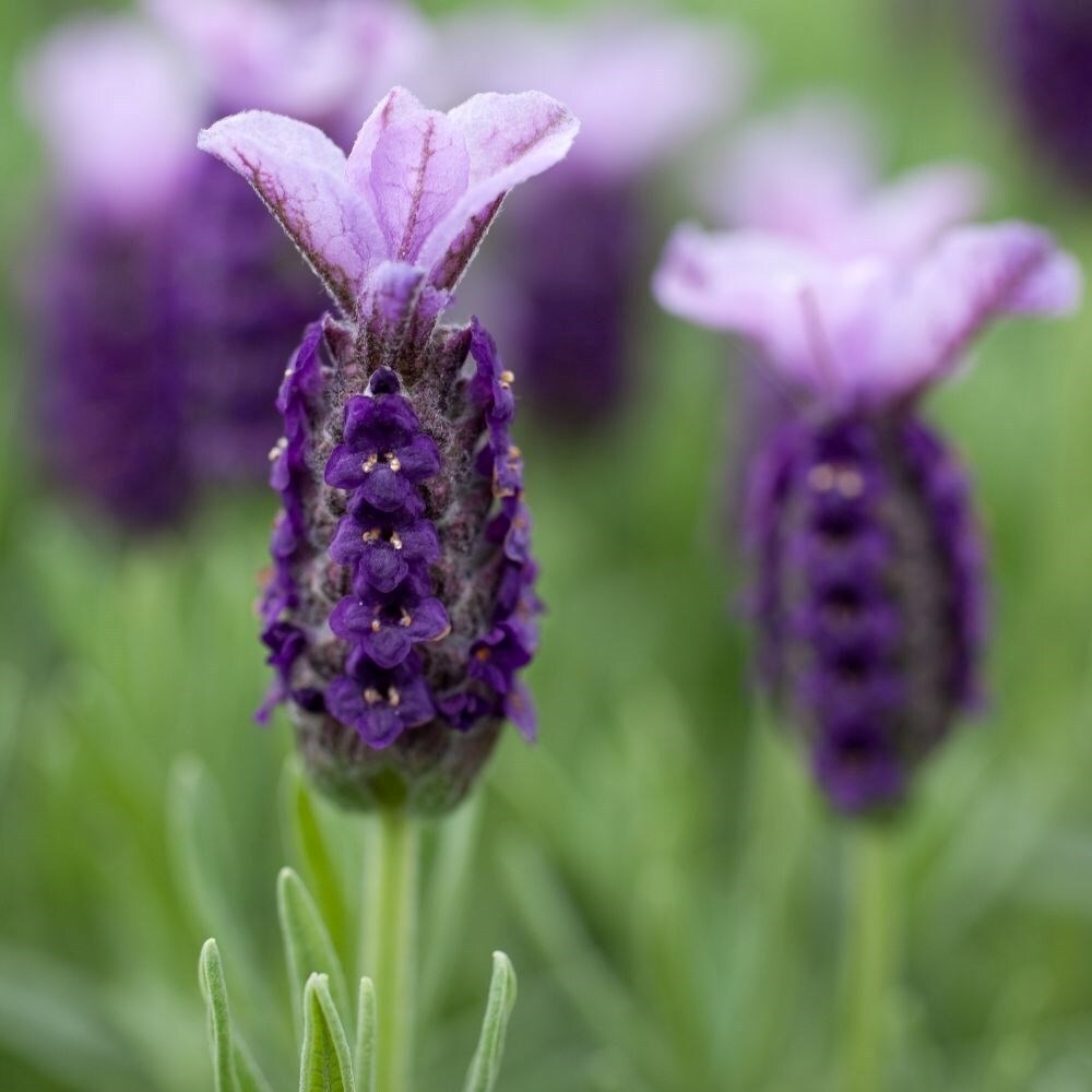 Lavandula Stoechas Lilac Wings | French Lavender
