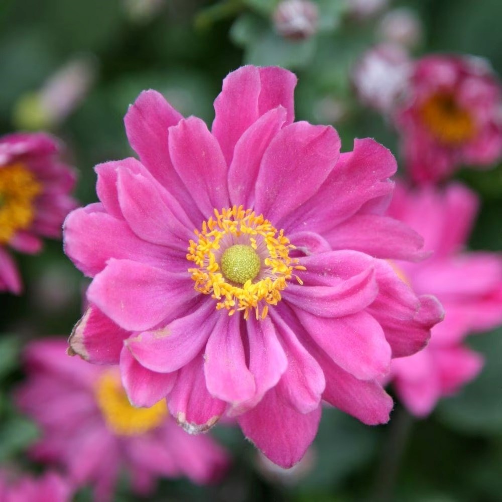 Anemone Hupehensis Var. Japonica Pamina | Japanese Anemone
