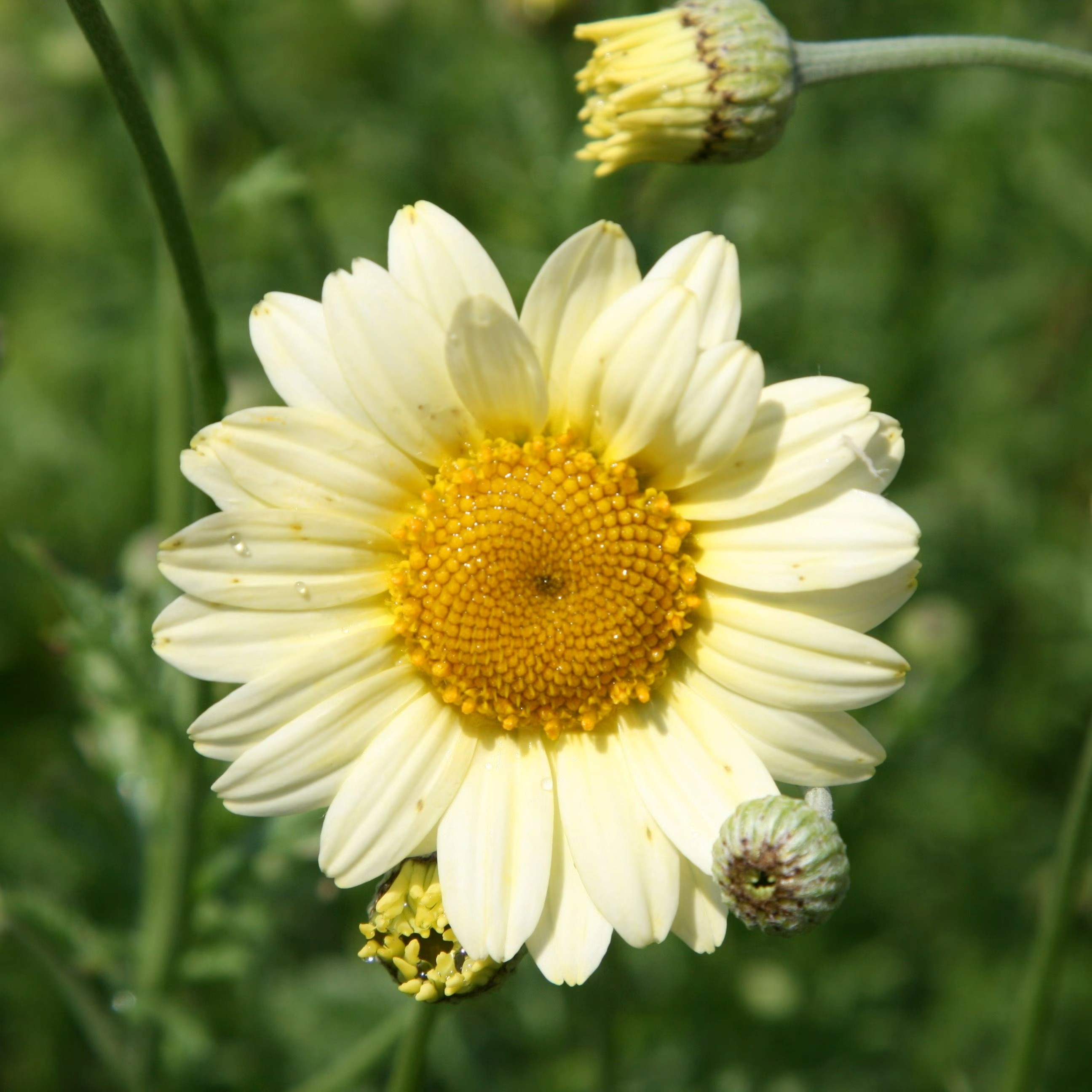 Anthemis Tinctoria Sauce Hollandaise | Dyers Chamomile