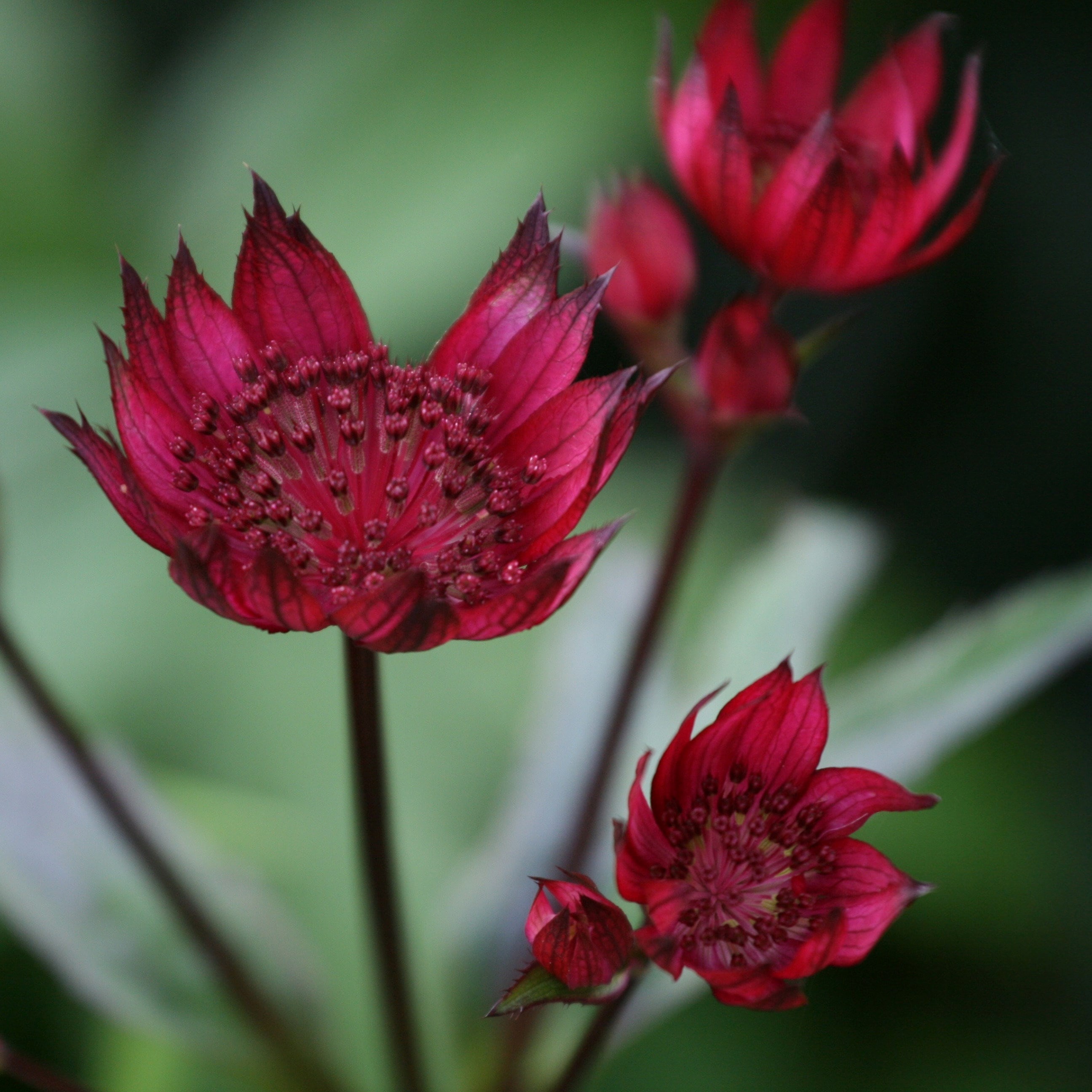 Astrantia Major Claret | Great Black Masterwort
