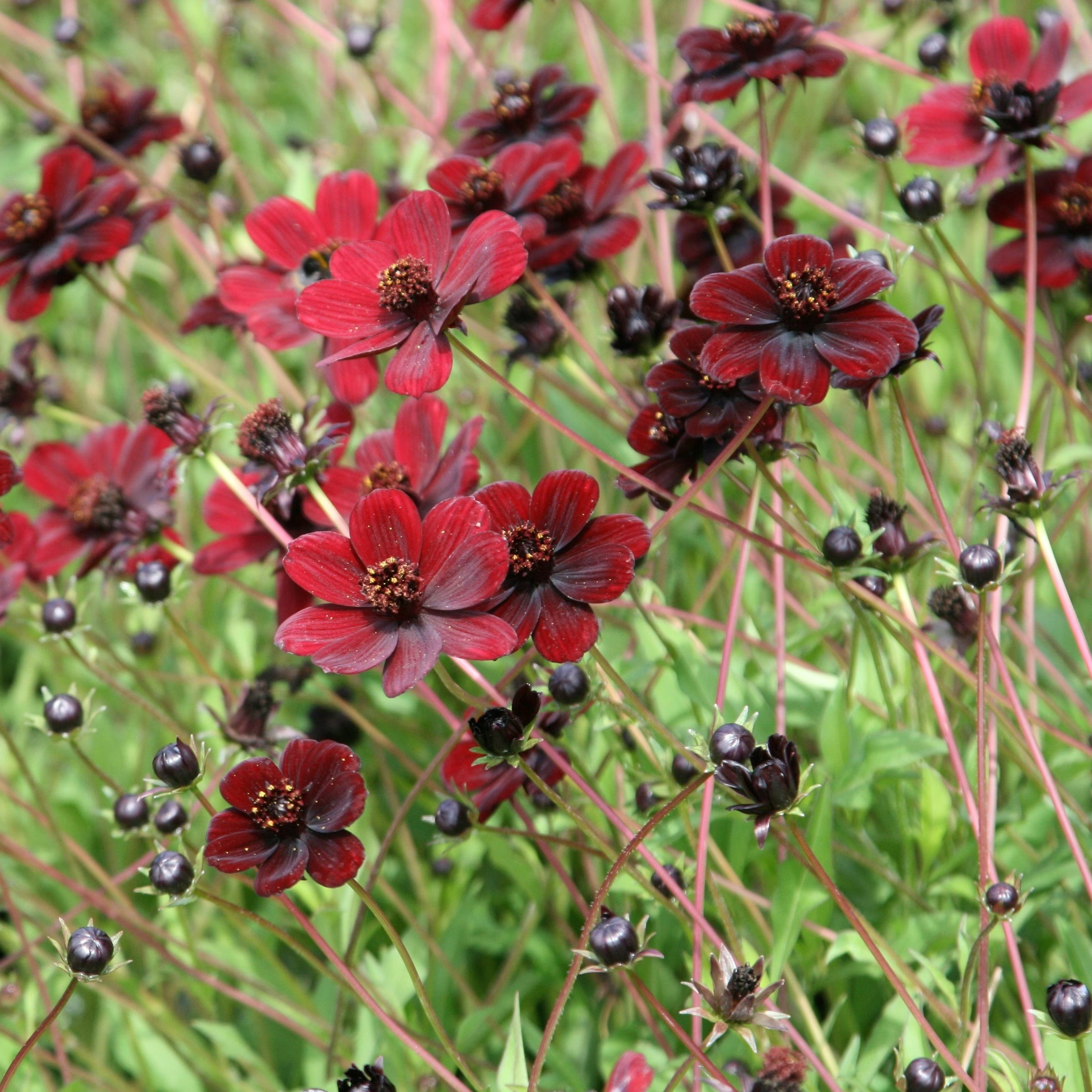 Cosmos Atrosanguineus | Chocolate Cosmos