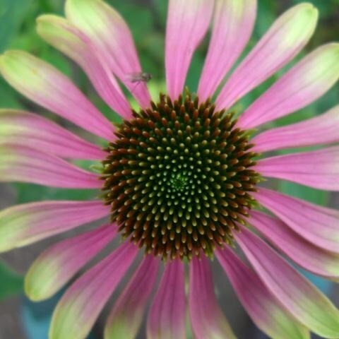 Echinacea Green Envy | Coneflower