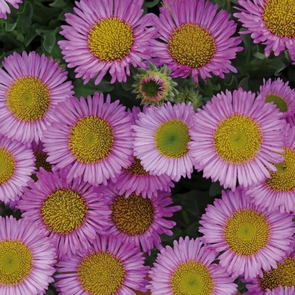 Erigeron Glaucus Sea Breeze | Beach Aster